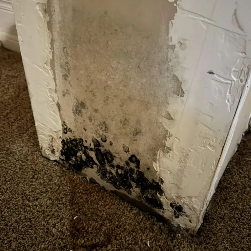 Professional Mold Removal in Bernie, MO